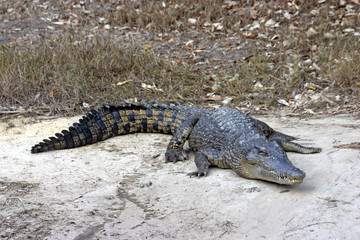 crocodile sunning