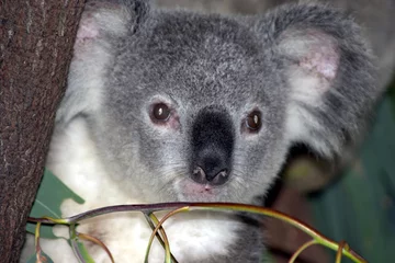 Crédence en verre imprimé Koala bébé koala