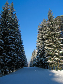 winter fir trees