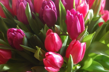tulipes roses © raoulgalop