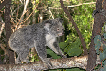 koala walking