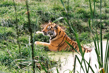 bain du tigre