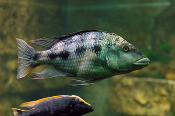 cyclides du lac malawi et tanganika