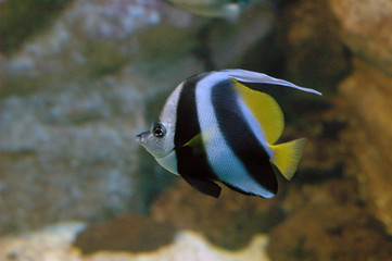 Fototapeta na wymiar pole ryb