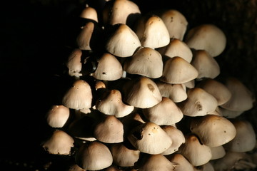 grünblättrige schwefelköpfe