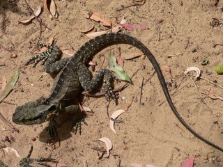 water dragon in the sand