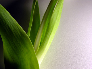tulpenblätter