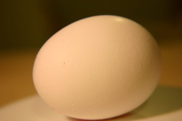 egg