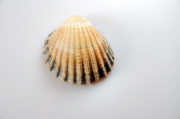 coquillage 2