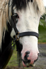 face of a gypsy cob horse