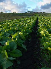 cabbage crops