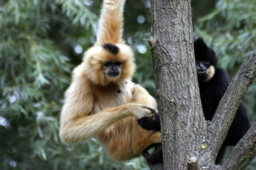 gibbon