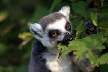 katta