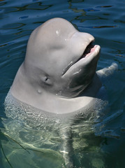 dolphin