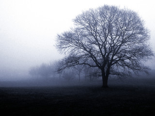 mourning tree