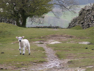 lamb on the path - 245554