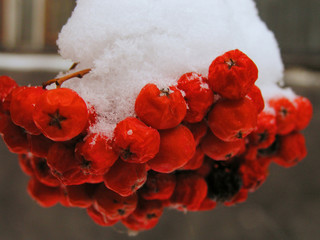 snow   ashberry