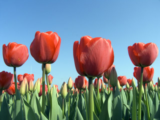 tulip field 9
