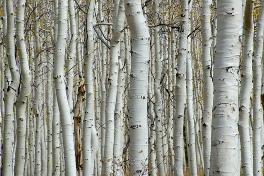 aspen forest