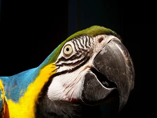 Gordijnen macaw © Beth Boutot