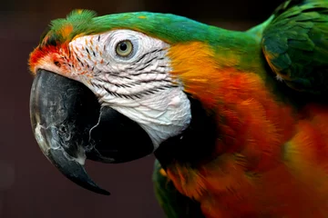 Foto op Canvas macaw © Mikael Damkier