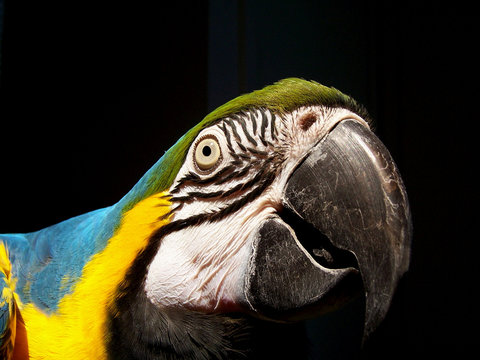 macaw