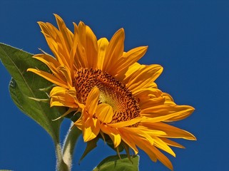 sonnenblume