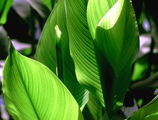 feuilles verts