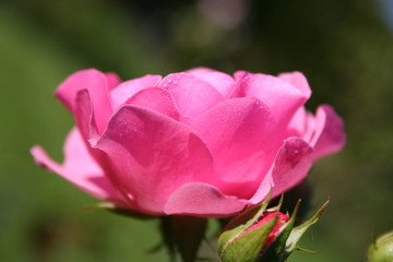 rose rosa mit tautropfen