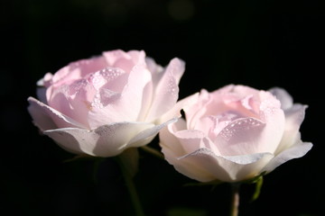 blassrosa rosen mit tautropfen