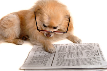 dog reads newspaper