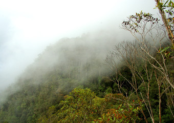 rainforest mist