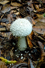 large mushroom