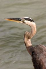 heron