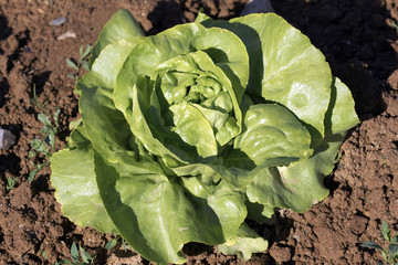 lettuce1368
