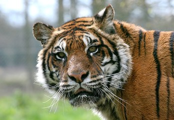 tigre portrait