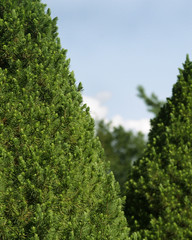 green bush texture