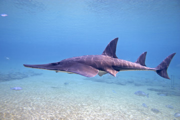 shovelnose