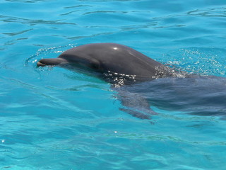 marineland - dauphin