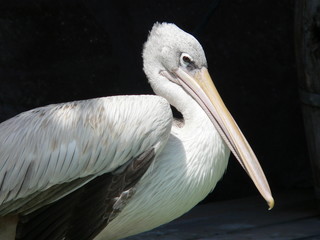 marineland - pelican