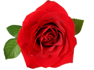 red rose 2 - 253130