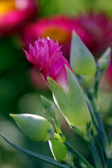 bright pink carnation bud