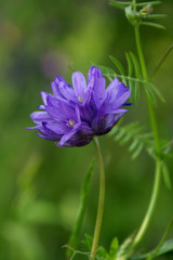 purple wildflower in field of vetch