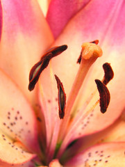 lily  flower   pistil and stamens