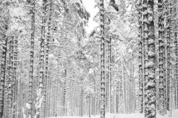 Naklejka na ściany i meble las w śniegu