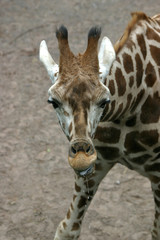 giraffe