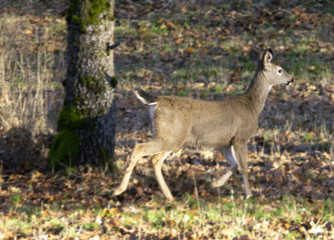 Naklejka na ściany i meble deer - young doe running through woods