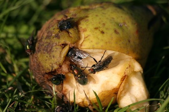 fliegen auf fallobst