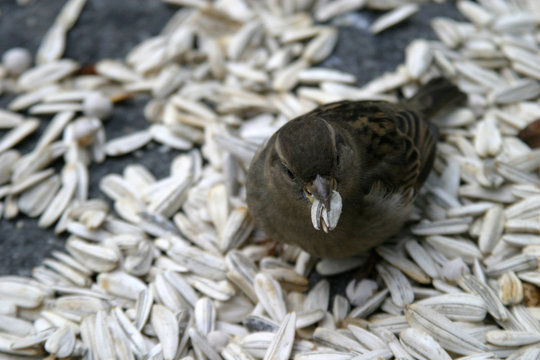 bird feeding