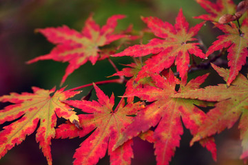  red leaves